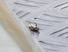 Nepomorpha