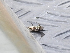 Nepomorpha