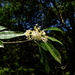 Photinia serratifolia ardisiifolia - Photo (c) Wen-Hsiang Cheng,  זכויות יוצרים חלקיות (CC BY-NC), הועלה על ידי Wen-Hsiang Cheng