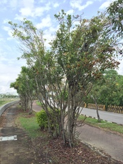 Photinia davidsoniae