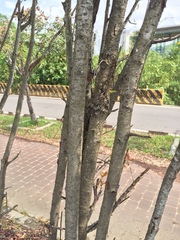 Photinia davidsoniae