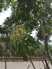 Photinia davidsoniae