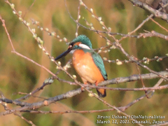 Alcedo atthis