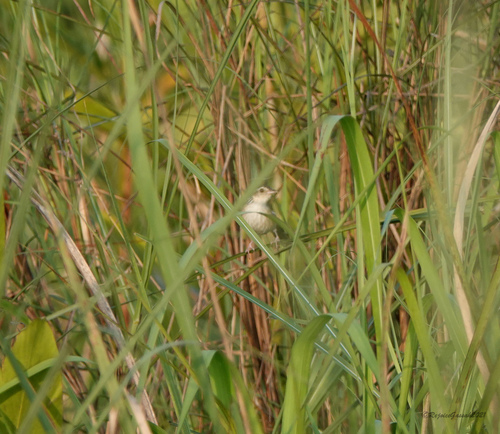 Indian Grassbird (Graminicola bengalensis), photo 3