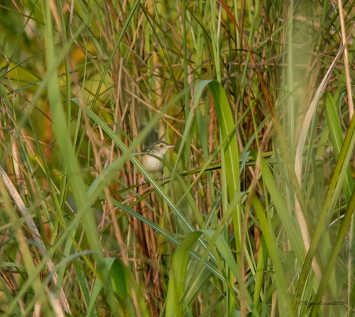 Indian Grassbird (Graminicola bengalensis), photo 8