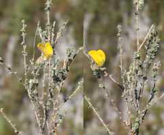 Aspalathus microphylla
