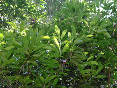 Photinia lasiopetala