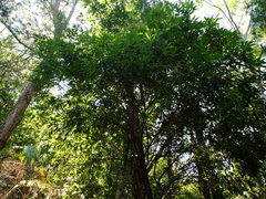 Photinia lasiopetala