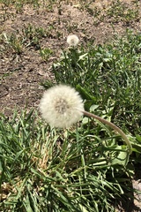 Taraxacum
