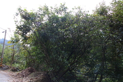 Photinia lasiopetala