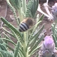 Anthophora californica