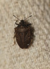 Amaurochrous cinctipes