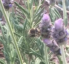Anthophora californica