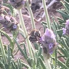 Anthophora californica