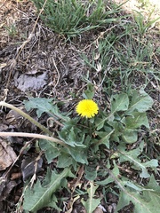 Taraxacum