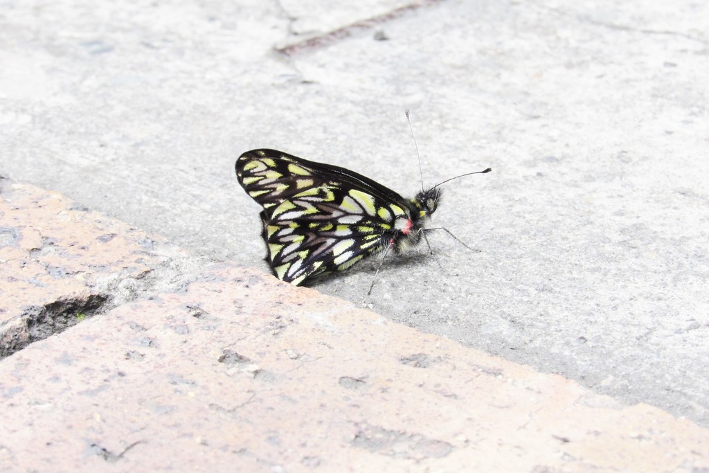 Catasticta philais