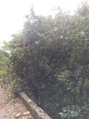 Photinia lasiopetala