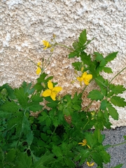 Chelidonium