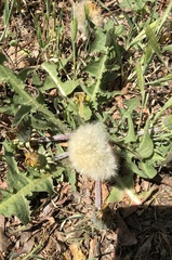 Taraxacum