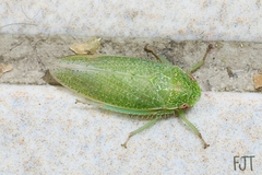 Hamana