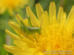 Tettigonia orientalis
