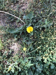 Taraxacum