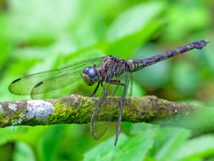 Orthetrum julia julia
