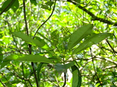 Photinia serratifolia daphniphylloides