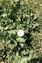 Taraxacum