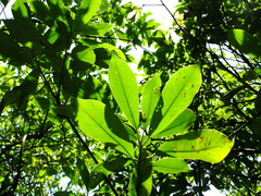 Photinia serratifolia daphniphylloides