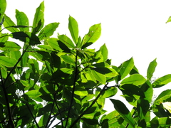 Photinia serratifolia daphniphylloides