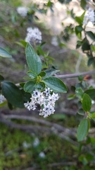 Ceanothus oliganthus sorediatus