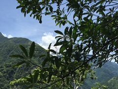 Photinia serratifolia daphniphylloides