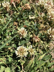 Trifolium repens