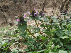 Lamium purpureum