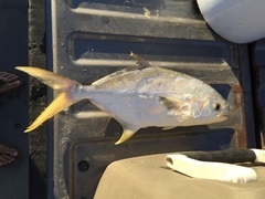 Trachinotus carolinus
