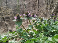 Lamium purpureum