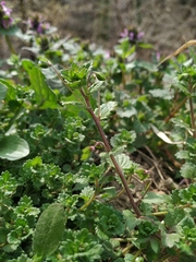 Veronica persica