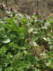 Veronica persica