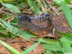 Orthetrum julia julia