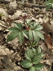 Cardamine quinquefolia