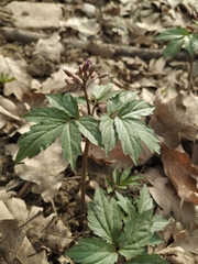 Cardamine quinquefolia