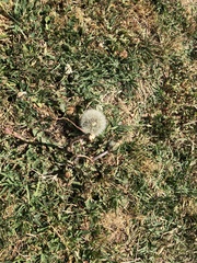 Taraxacum