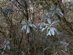 Photinia serratifolia daphniphylloides