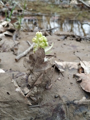 Petasites albus