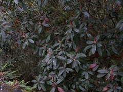 Photinia serratifolia daphniphylloides