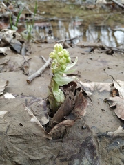 Petasites albus