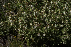 Alkanna orientalis