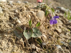 Viola
