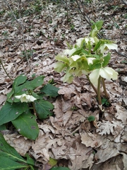 Helleborus orientalis
